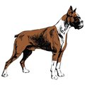 Signmission Boxer Dog Decal, Dog Lover Decor Vinyl Sticker D-12-Boxer